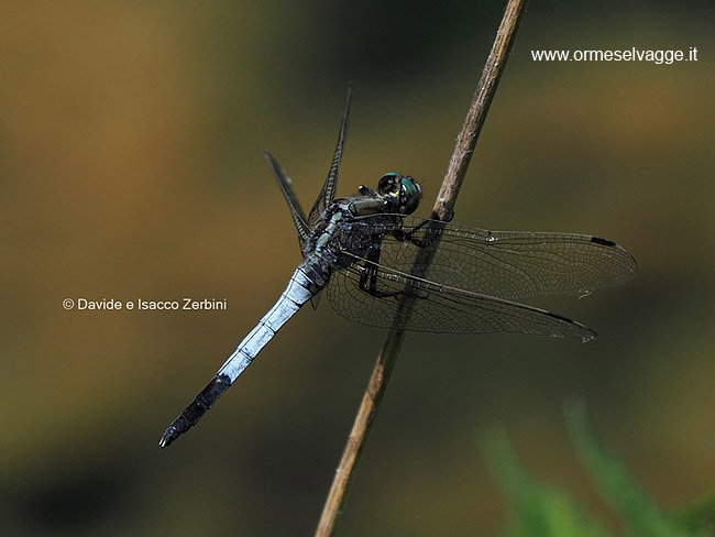 Orthetrum albistylum P6260043