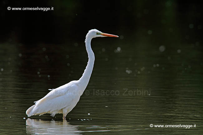 Airone bianco maggiore IMG_0366