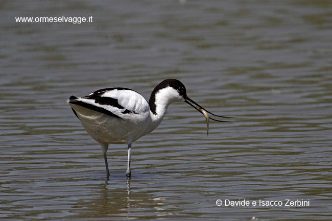 Avocetta IMG_5923