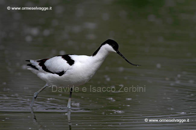 Avocetta IMG_8732