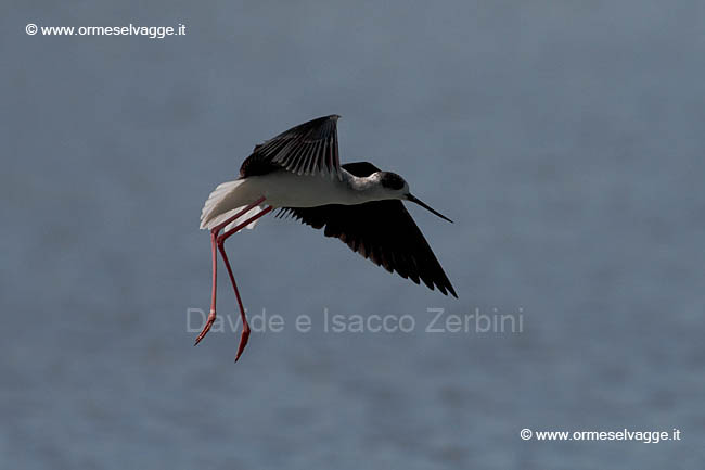 Cavaliere d'Italia IMG_8106
