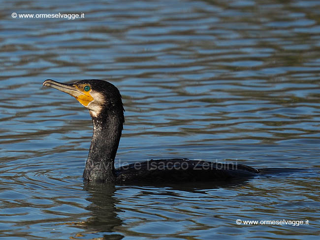 Cormorano PB120223