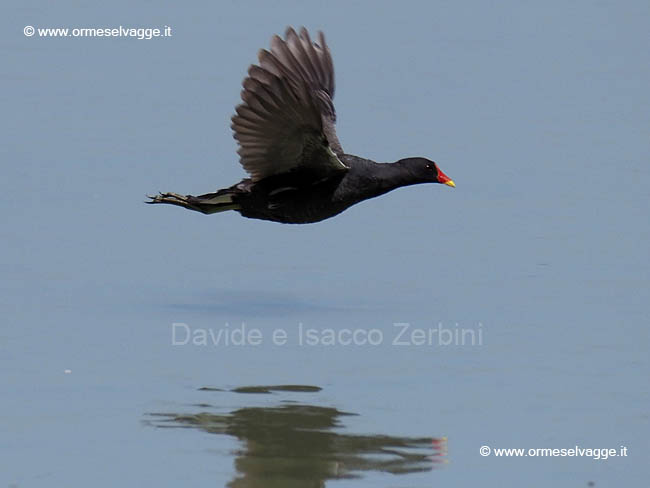 Gallinella d'acqua P6237933