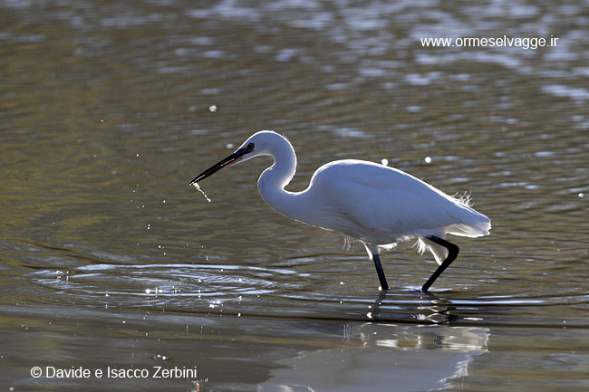 Garzetta IMG_8166