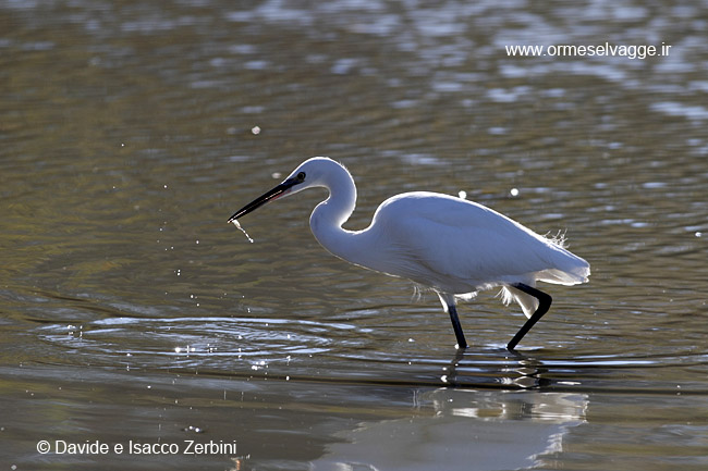 Garzetta IMG_8166