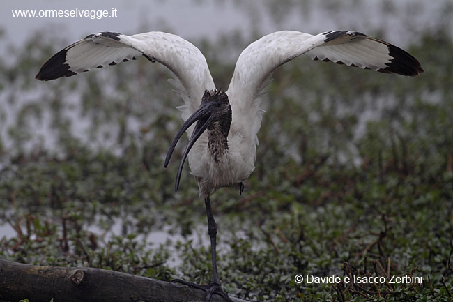 Ibis sacroIMG_8070