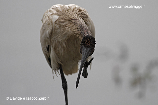 Ibis sacro IMG_8030