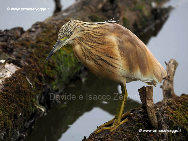 Sgarza ciuffetto P4255254