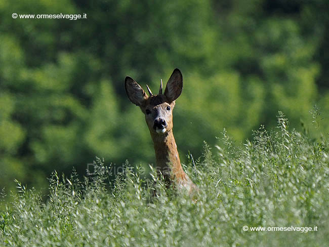 Capriolo P4305697