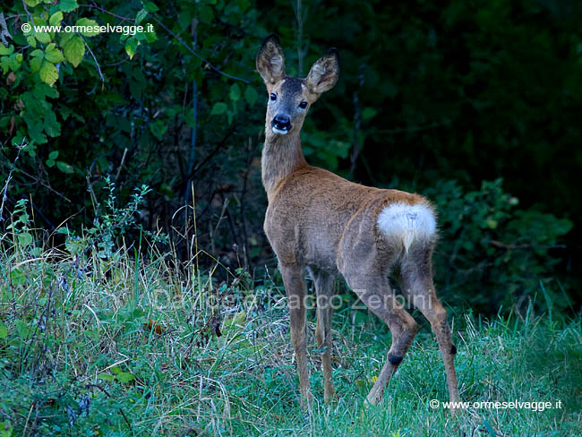 Capriolo P9233260_DxO crop