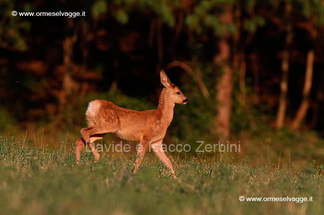 Capriolo juv IMG_5423