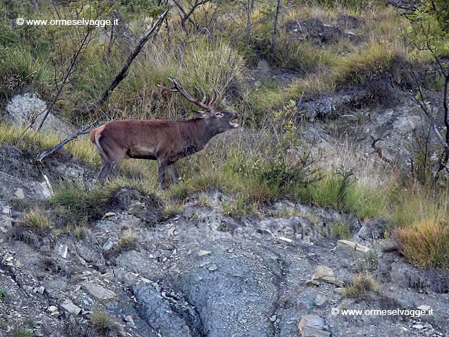 Cervo P9172991_DxO