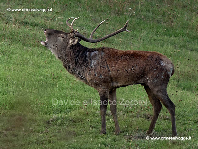 Cervo P9266968_DxO-1