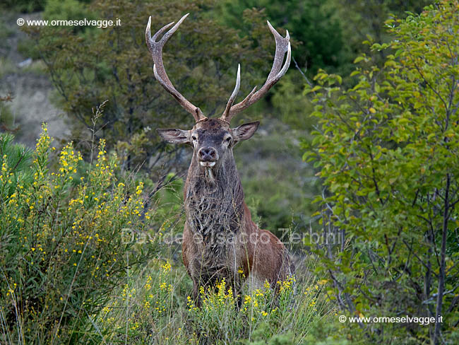 Cervo P9280930_DxO