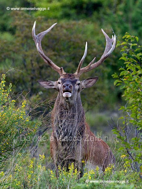 Cervo P9289444_DxO