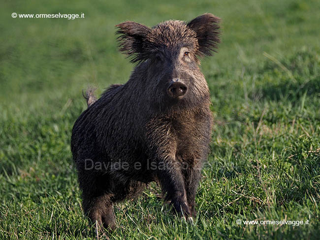 Cinghiale P3305486