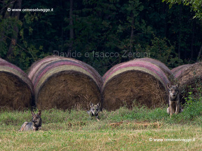 Lupetti P9205134_DxO