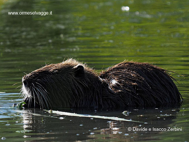 Nutria P6261276