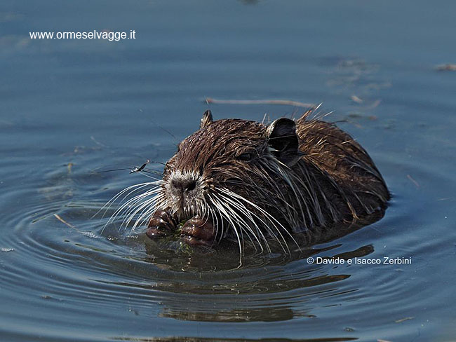 Nutria P7030163