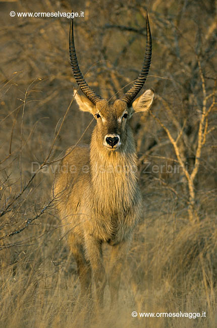 Antilope d'acqua 19-32-01