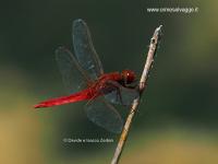 Crocothemis erythraea P6260037