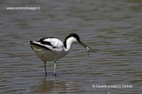 Avocetta IMG_5923