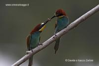 Gruccioni IMG_9761