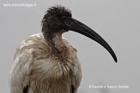 Ibis sacro IMG_8067