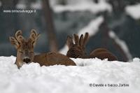 Caprioli IMG_0938