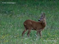 Capriolo P8152283_DxO