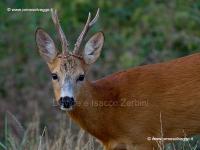 Capriolo P8162322_DxO