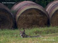 Lupetto P9205164_DxO