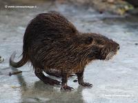 Nutria P1151006