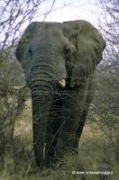 Elefante 19-5-01